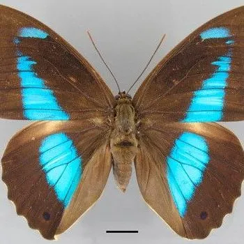 thumbnail for publication: A Shoemaker Butterfly Prepona laertes (Lepidoptera: Nymphalidae)